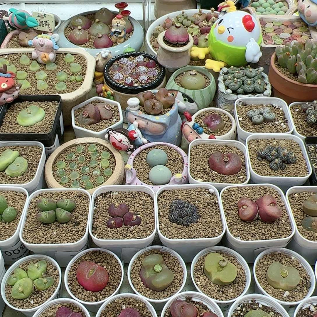 【闪购商品】文*样文小样 专拍