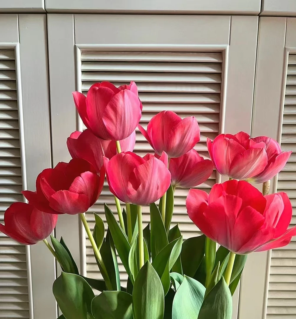 方德红海郁金香一把（10支） 云南基地  鲜花   水养