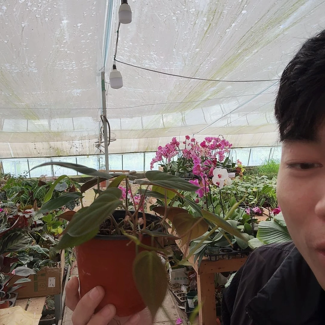 完全开放云母蔓绿绒一棵
