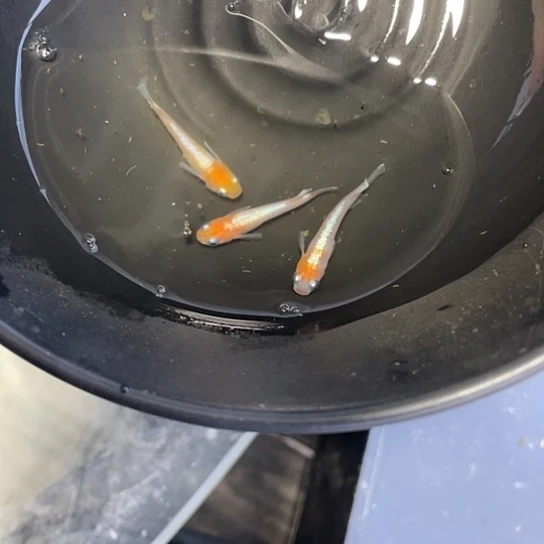 青鳉鱼观背青鳉赤壁红白
