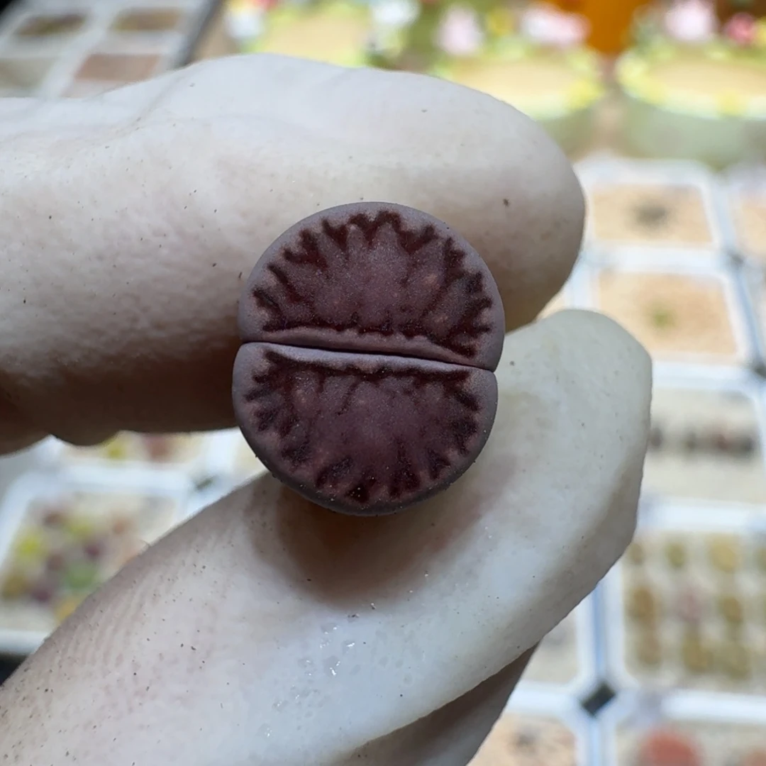 一***糕0624-36紫菊菊菊菊