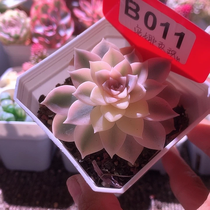 安娜玫瑰有根有根