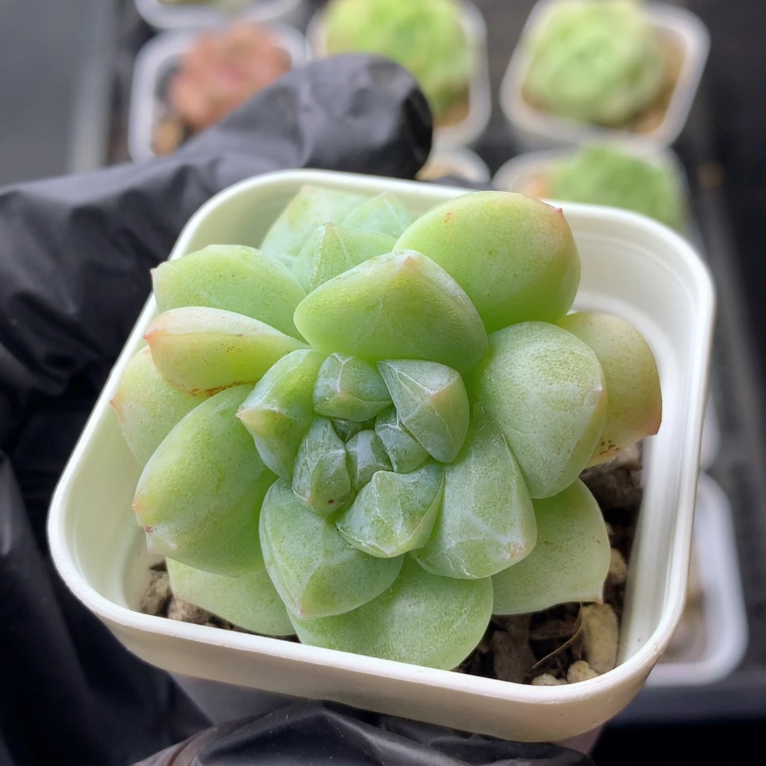 58包邮  群生不包整 35