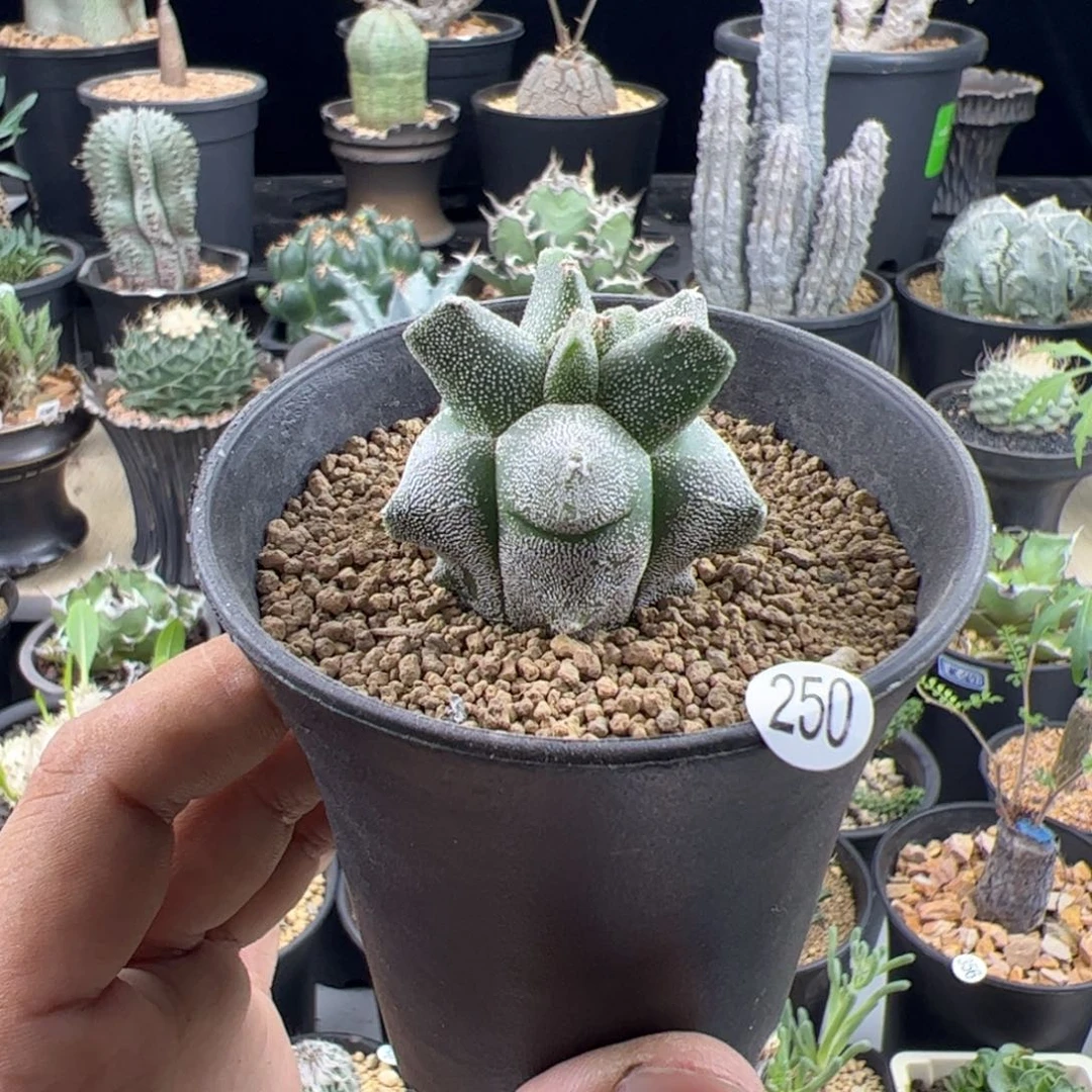 角尤鸾凤玉实生3.5一物一拍