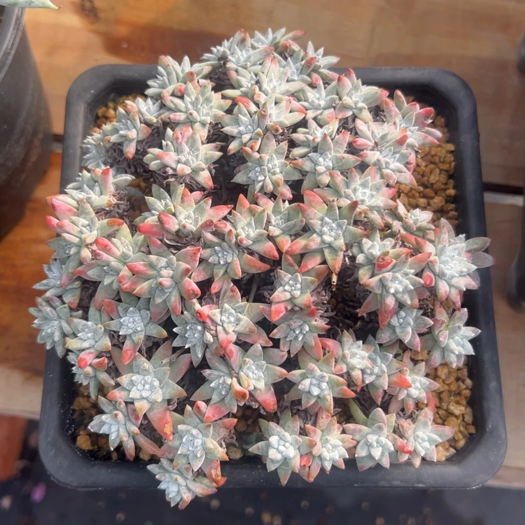 大白菊～一物一拍2498