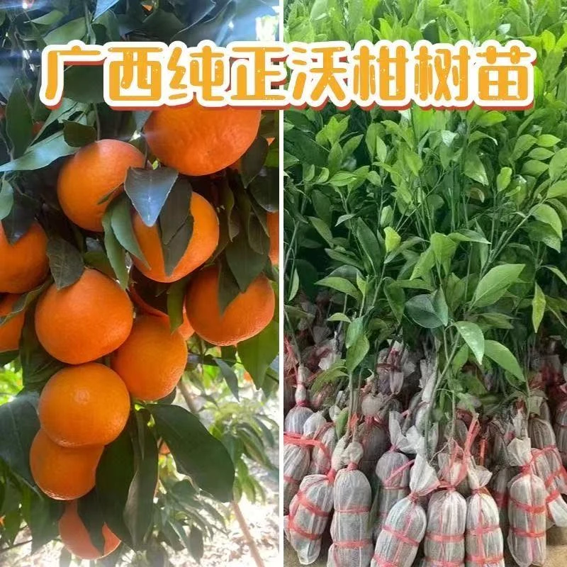 无籽沃柑嫁接果苗大果砂糖橘树苗盆栽地栽南北方种植带土带叶