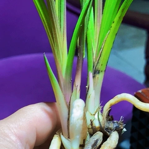 完全开放九寨沟红香妃3苗草