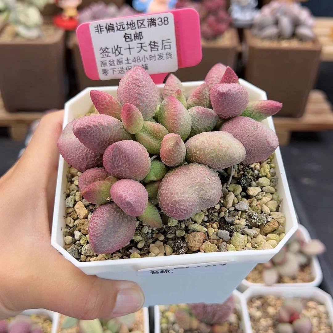 涟*601糖果多肉植物