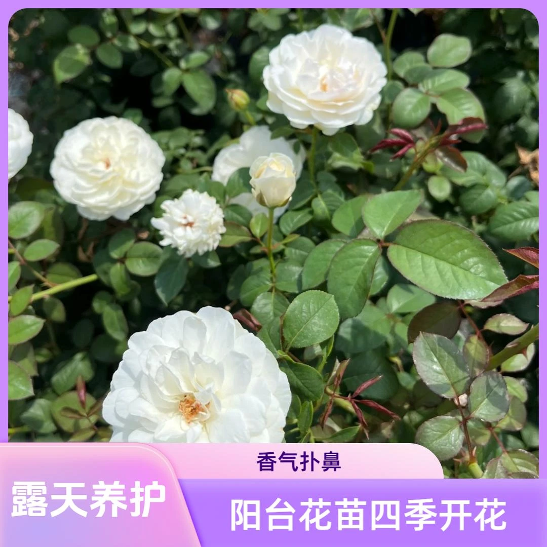 【三体】2加仑2-3年露天养殖浓香多头花月季阳台花苗四季开花盆栽