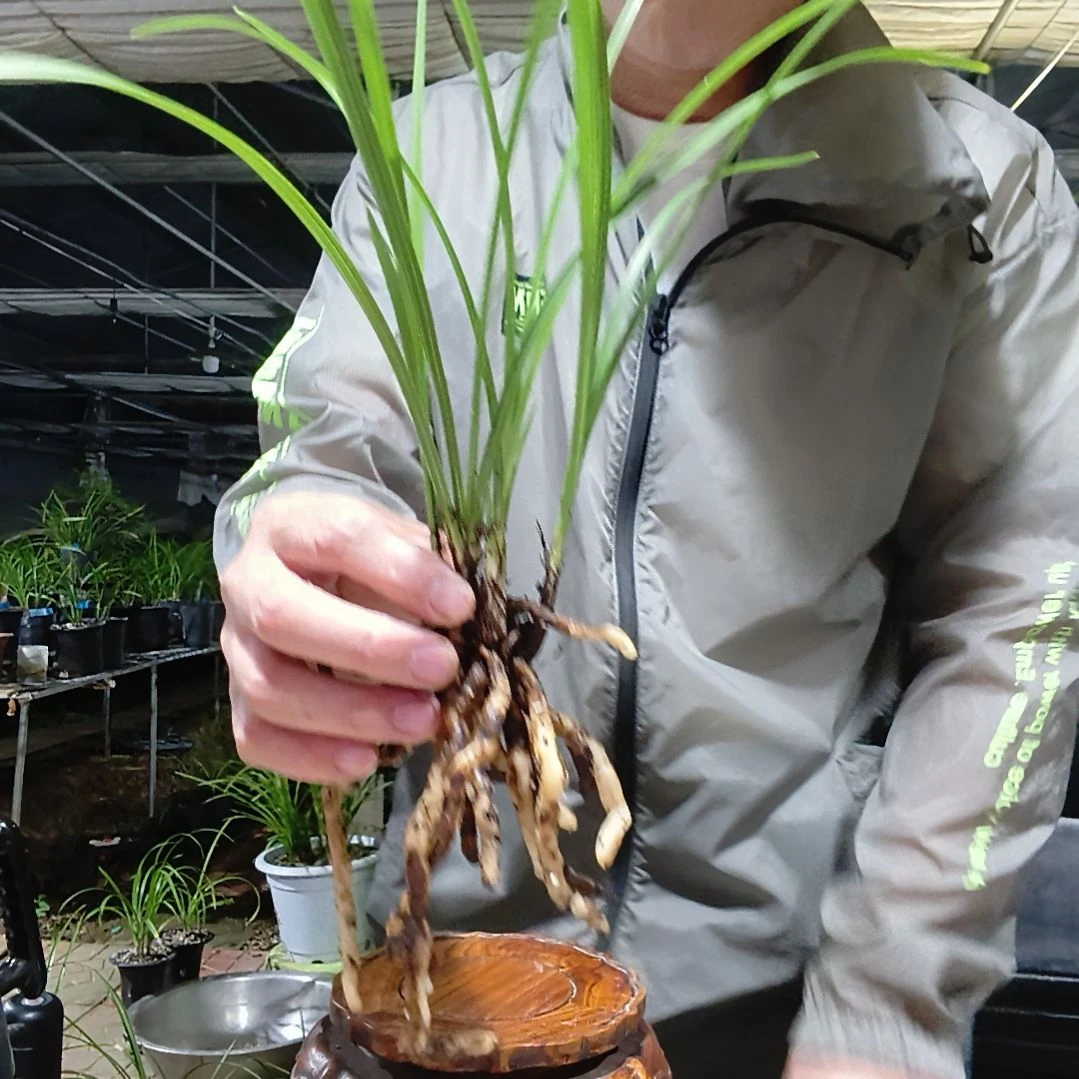 汇***）无花朵江南新极品蕙兰