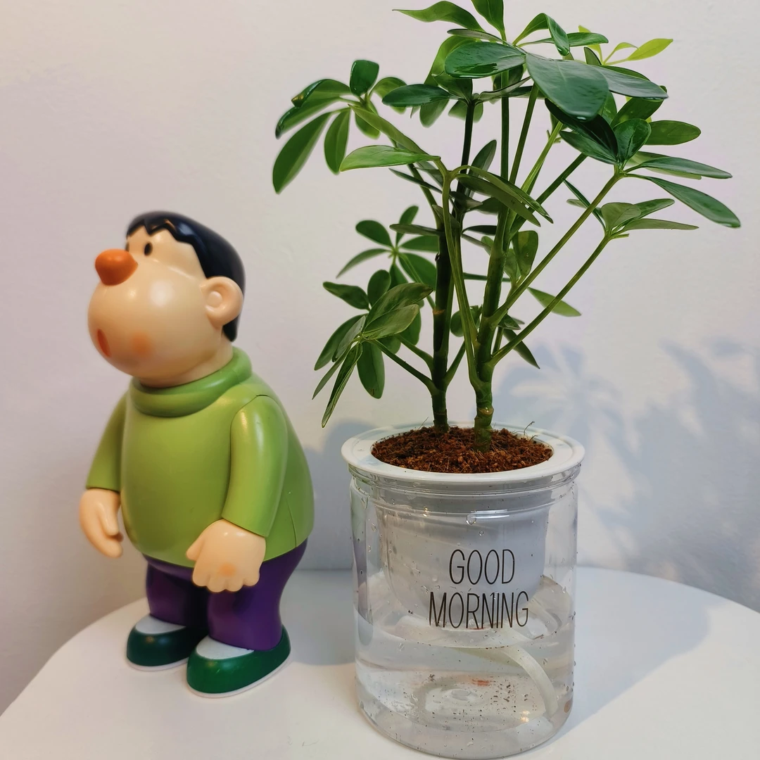 JF鸭脚木鹅掌财室内户外水培植物好养易活懒人绿植花卉四季常青