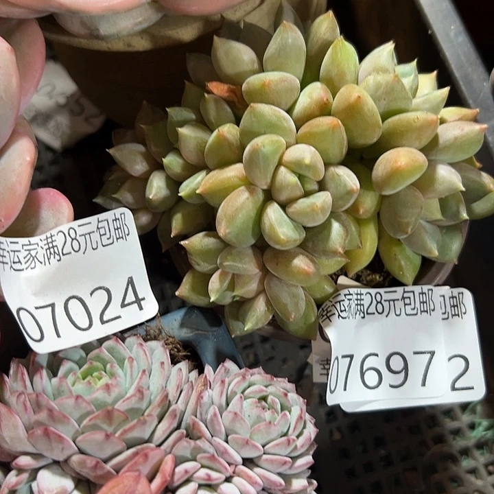 幸运儿是一位非常优秀