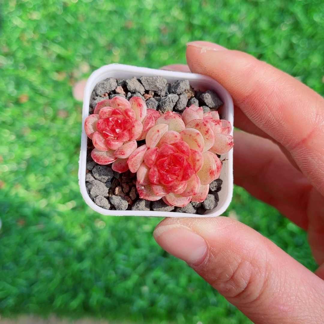 爱****灰风靡园艺思黛珍妮群