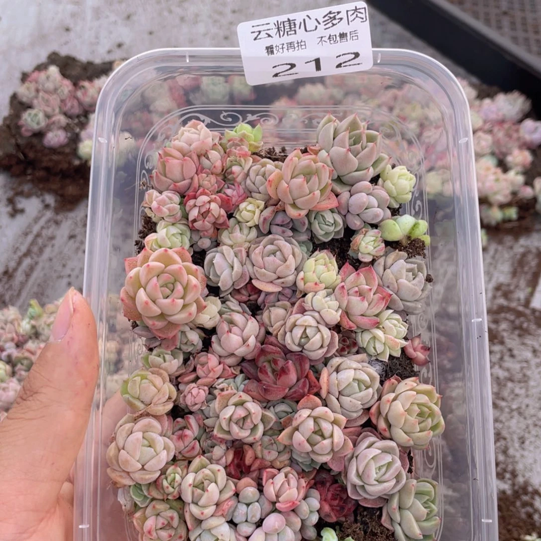云糖心多肉植物212