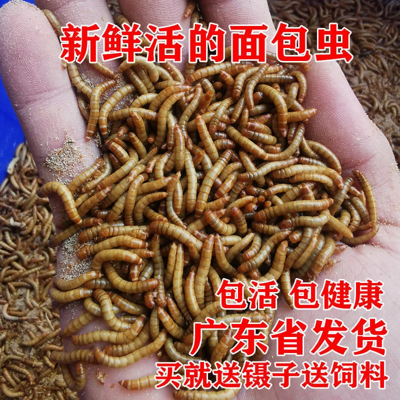 面包虫活虫 鲜活黄粉虫鹦鹉龙鱼乌龟鸟食仓鼠守宫宠物饲料