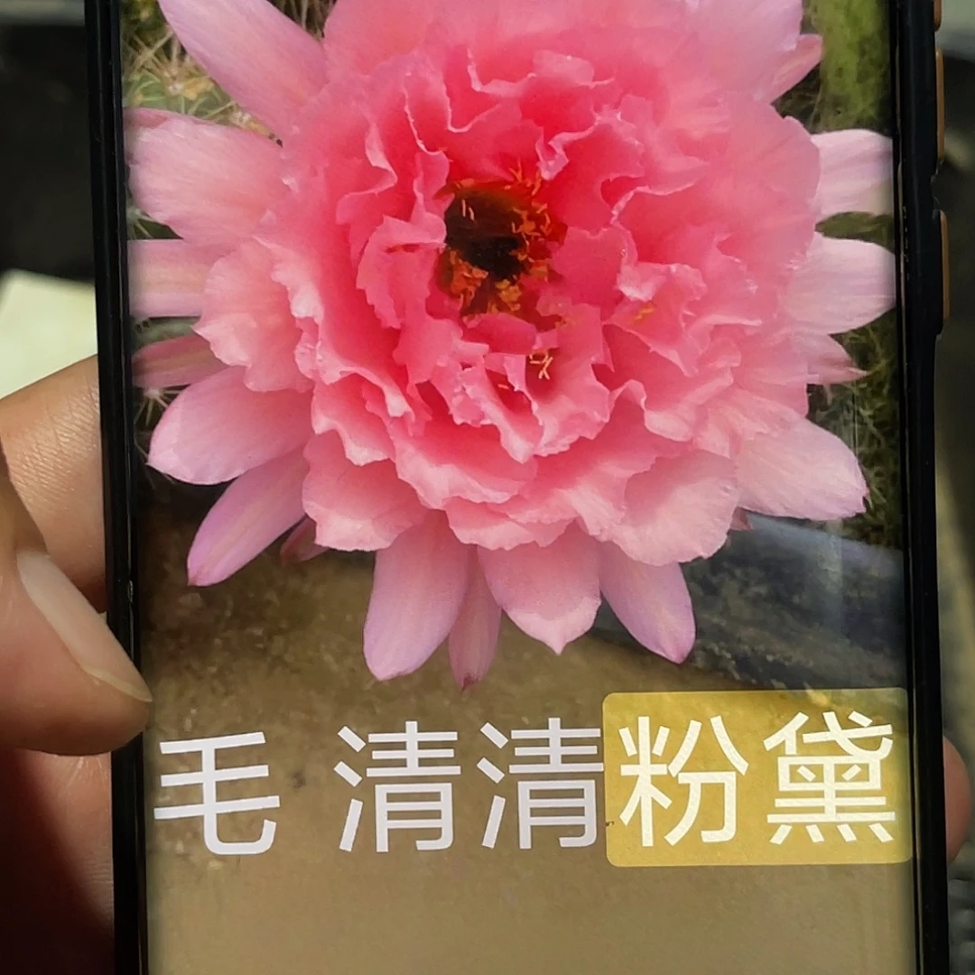 毛粉黛侧芽 歪 满20包邮6公分