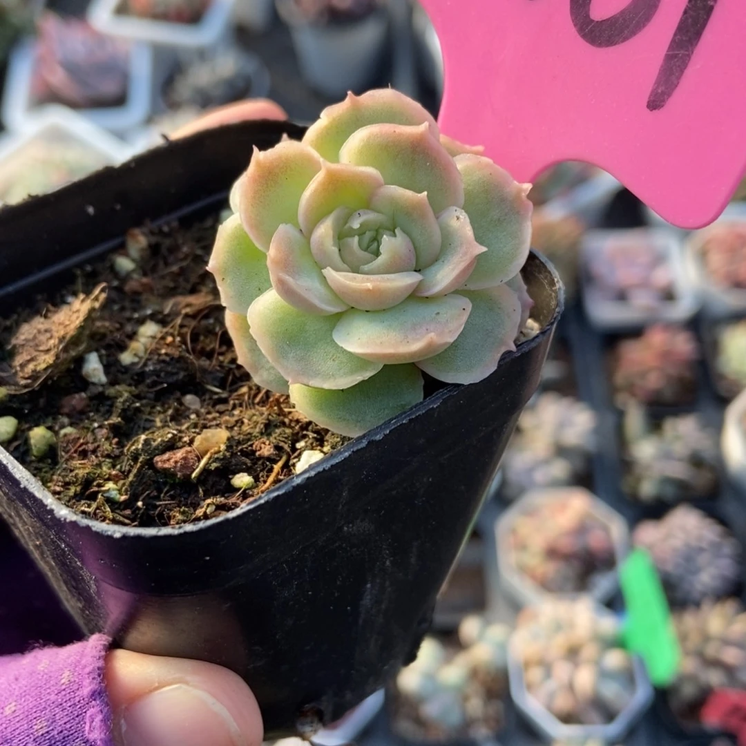 8001虾饺多肉植物多肉