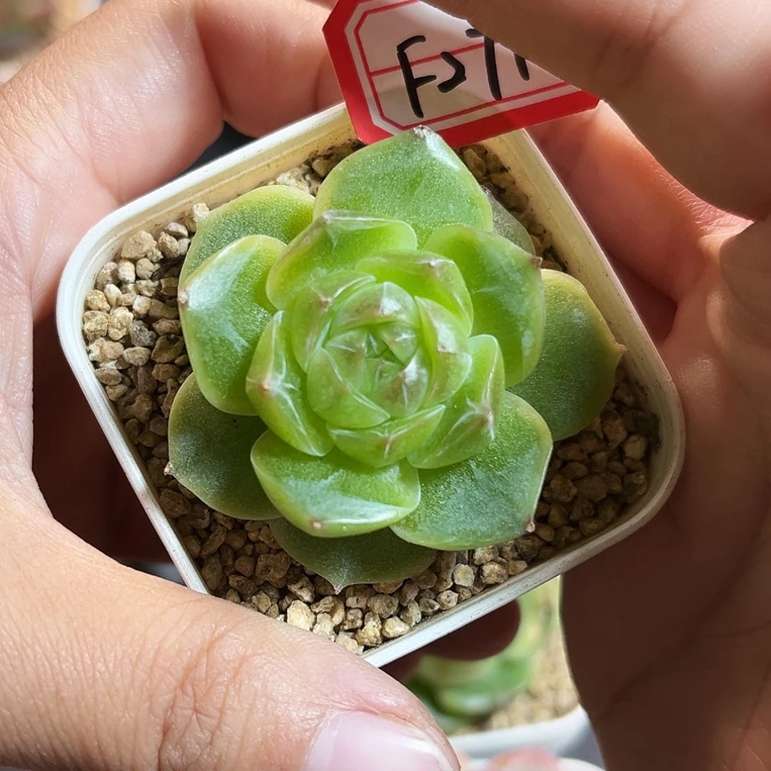 F271一物一拍 绿荧