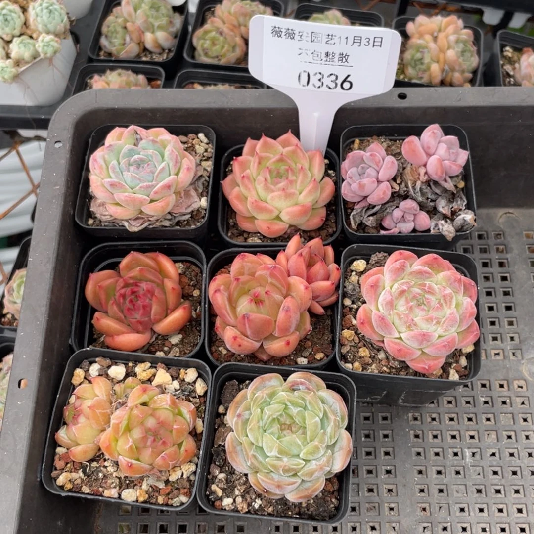 不包整散 盆子不售后0336