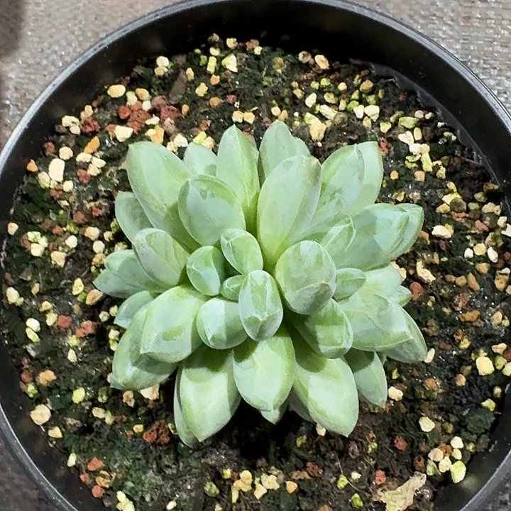 太***o太阳女神多肉植物寄养森林之星