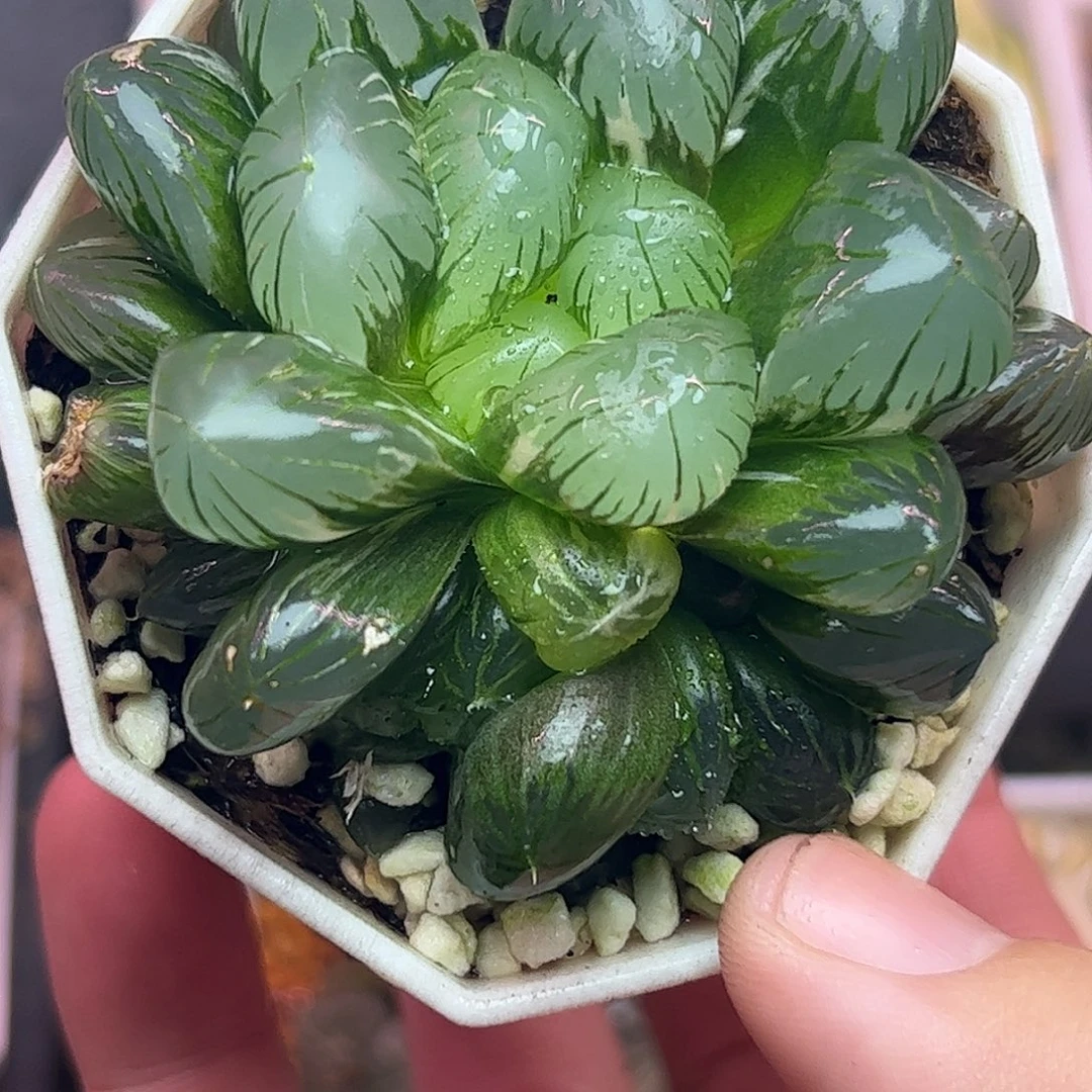 巨大化地泉锦十二卷多肉植物