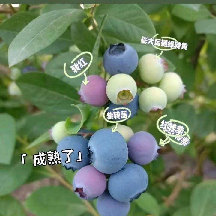 【辽宁省内】优瑞卡蓝莓8两1.7起(甜酸大小不均混装介意慎拍)