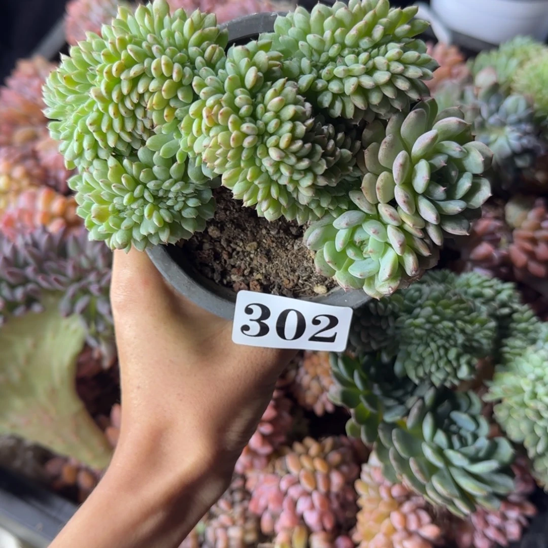 白胖子缀化一物一拍302