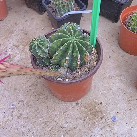 玉***仙人掌彩草100有伤无售后摘花脱土发货