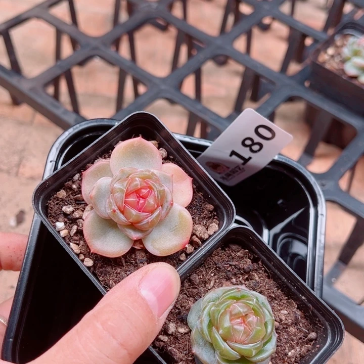 用***0多肉植物多肉植物