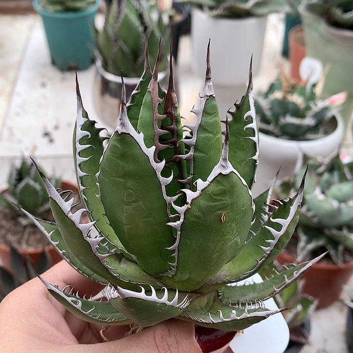 341强密刺霍利达111111111