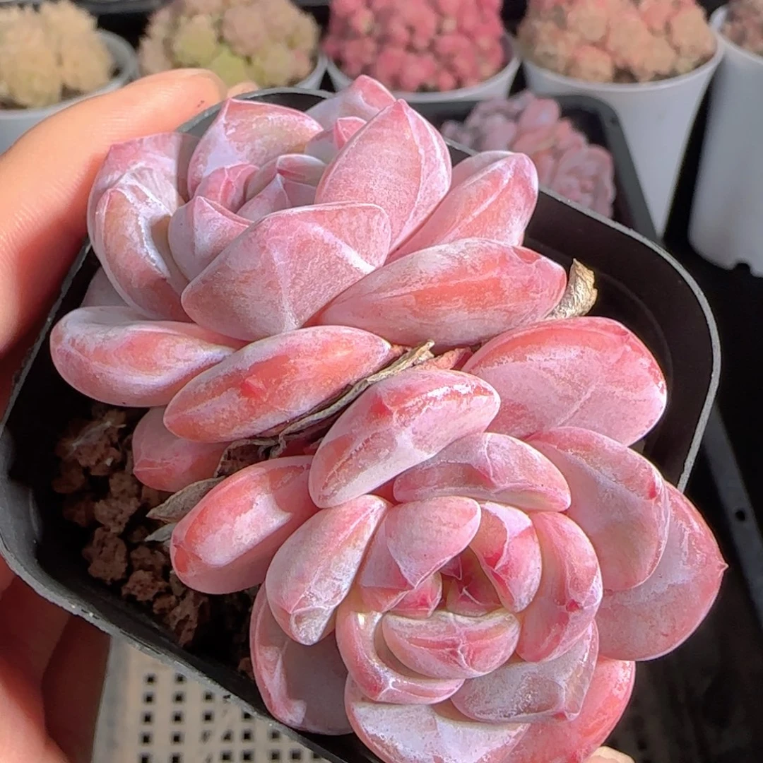 多肉0102-58石榴籽星影双头