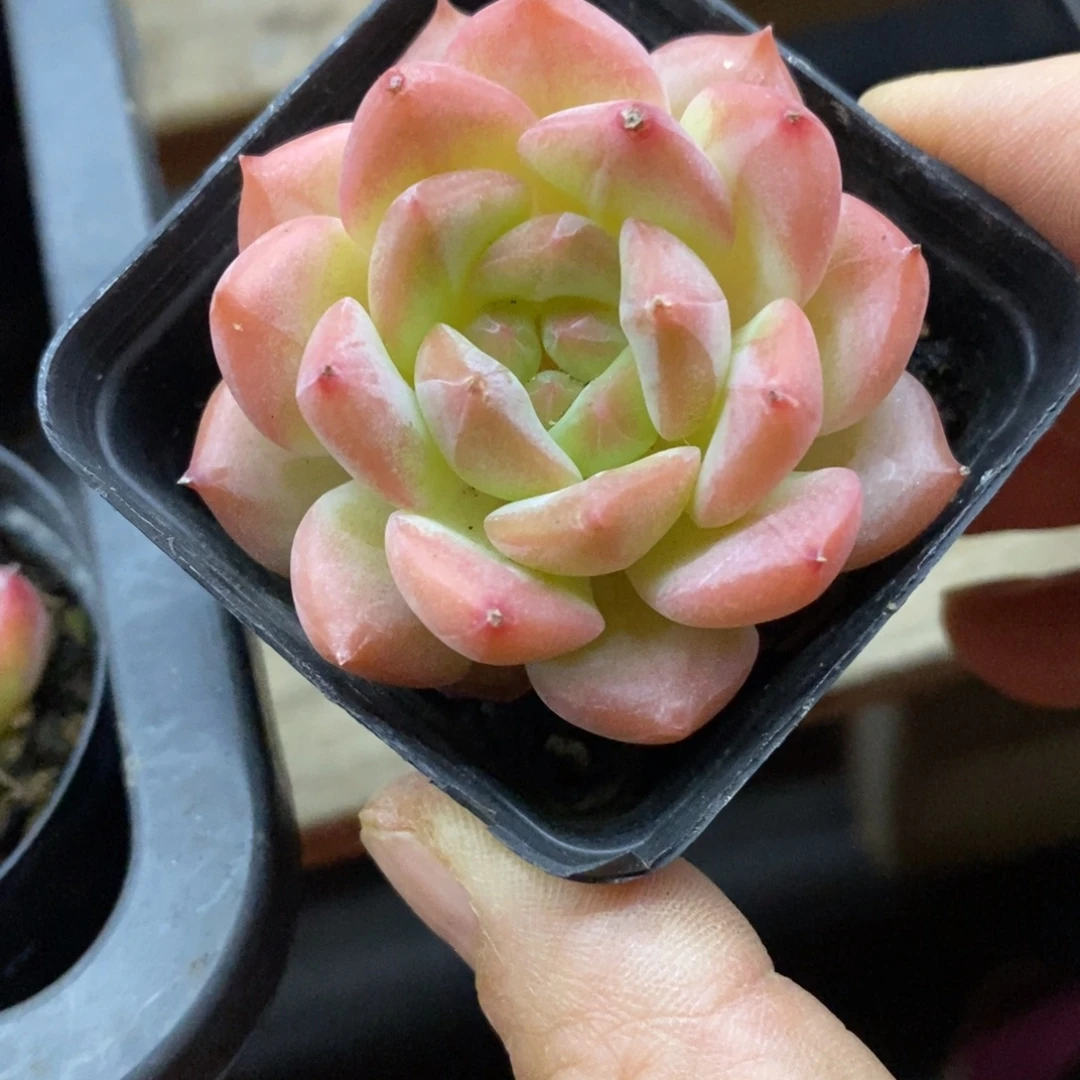 精品多肉一物一一拍不包整149