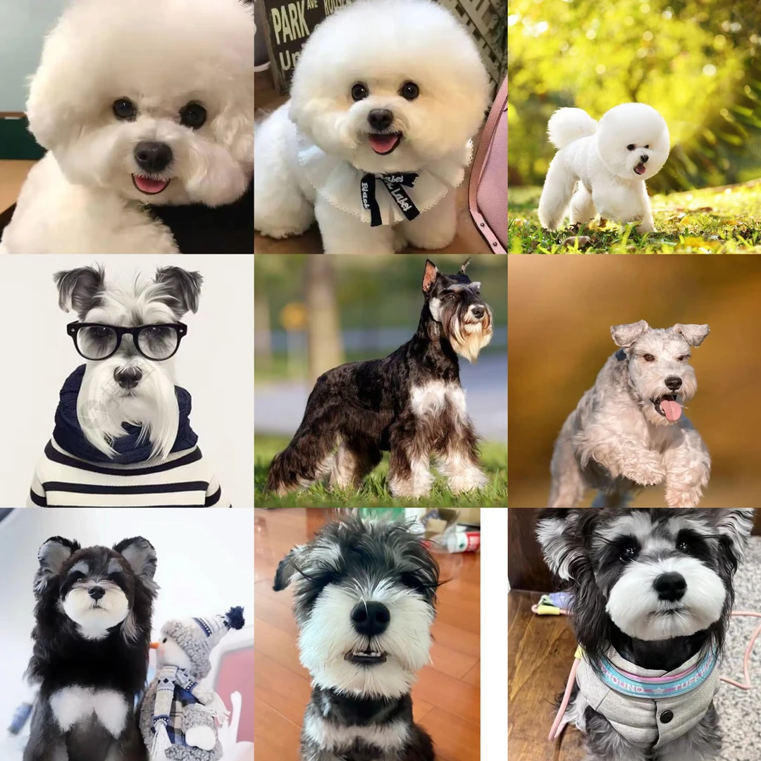 森林犬舍家比熊雪纳瑞