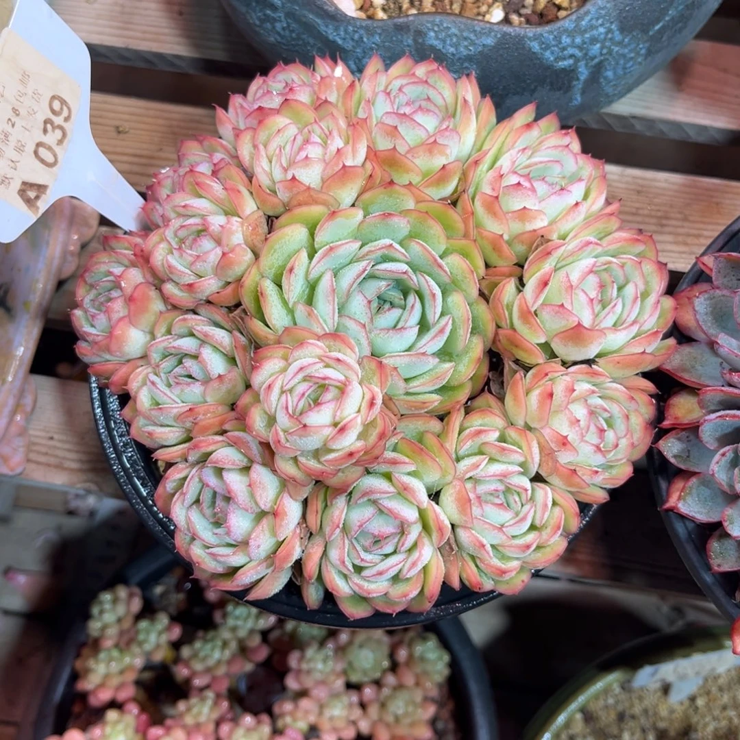 草莓冰多肉植物guinvnm