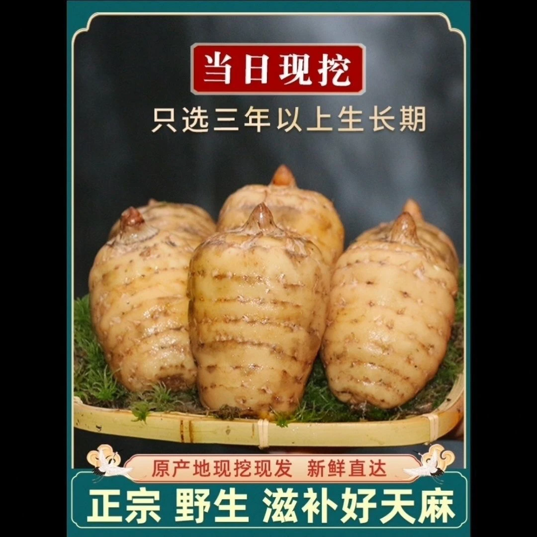 云南昭通高山野种植新鲜天麻带泥发货可煲汤炖肉