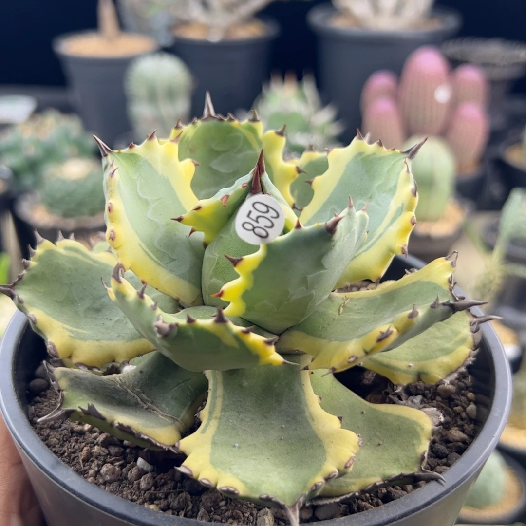 连齿甲蟹龙舌兰一物一拍