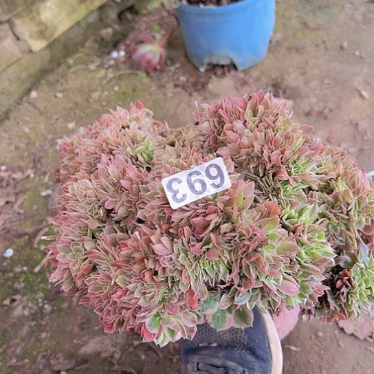 幸****多肉植物一个女神追