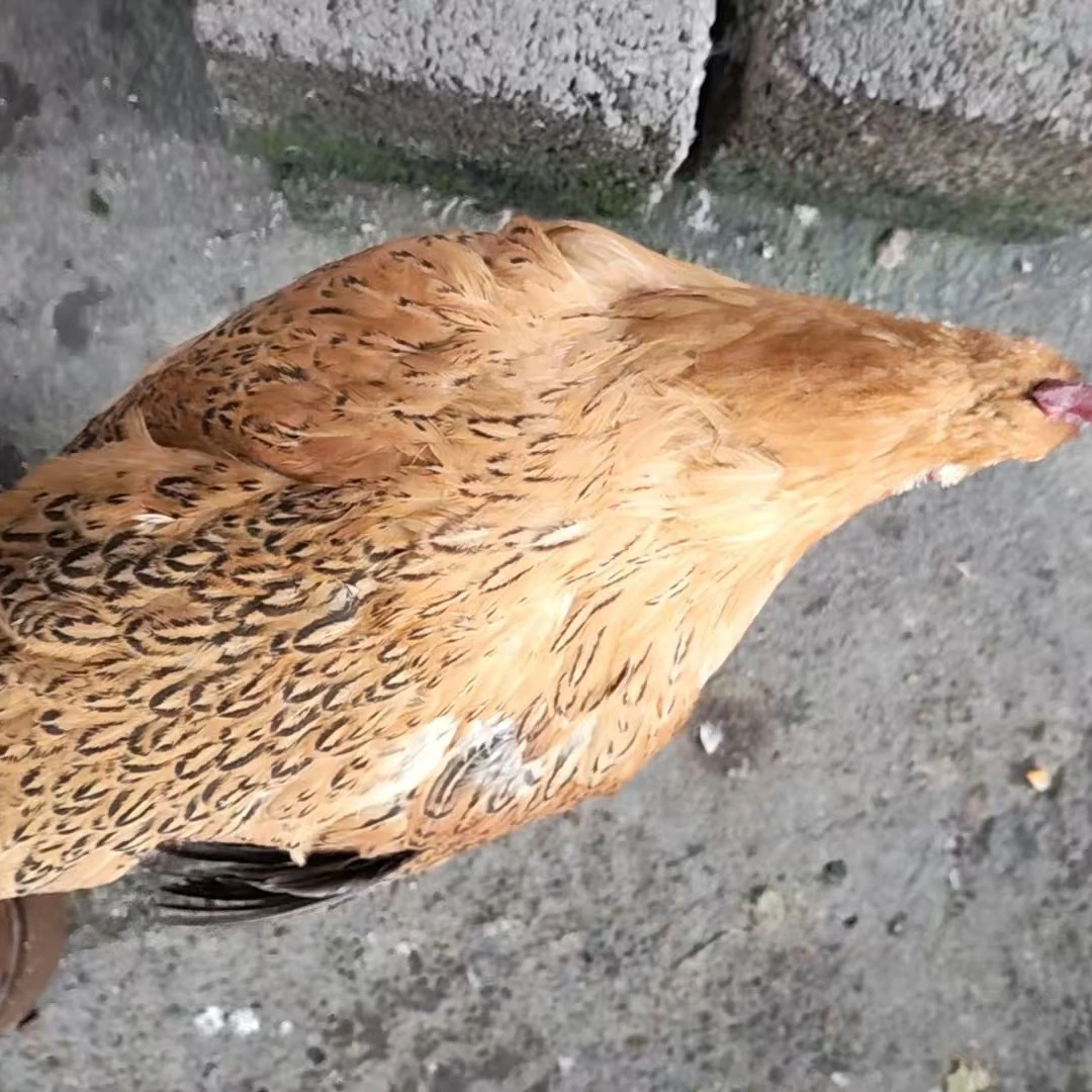 现杀老母鸡约4斤