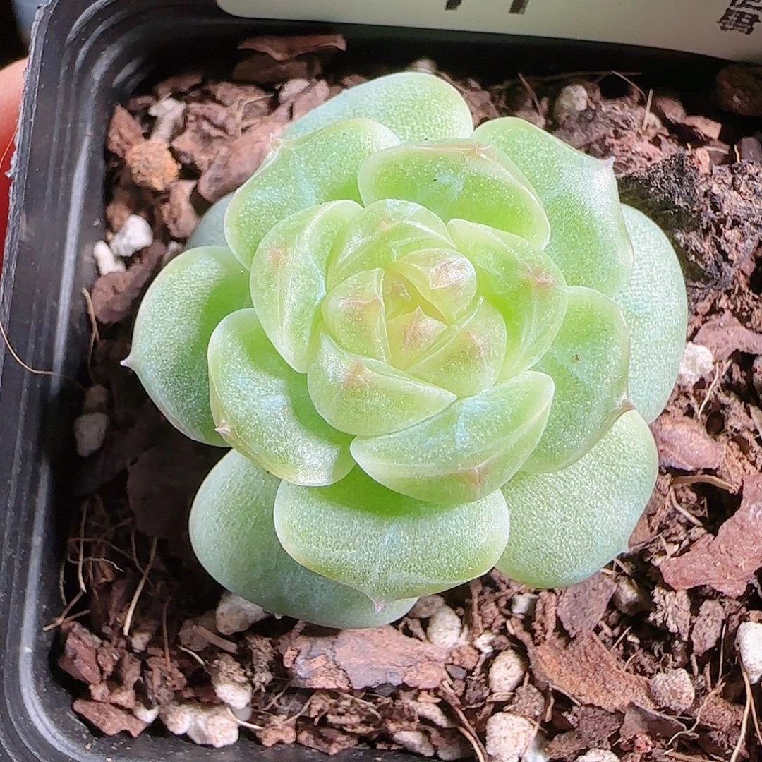 0913---71A29糖心珍妮