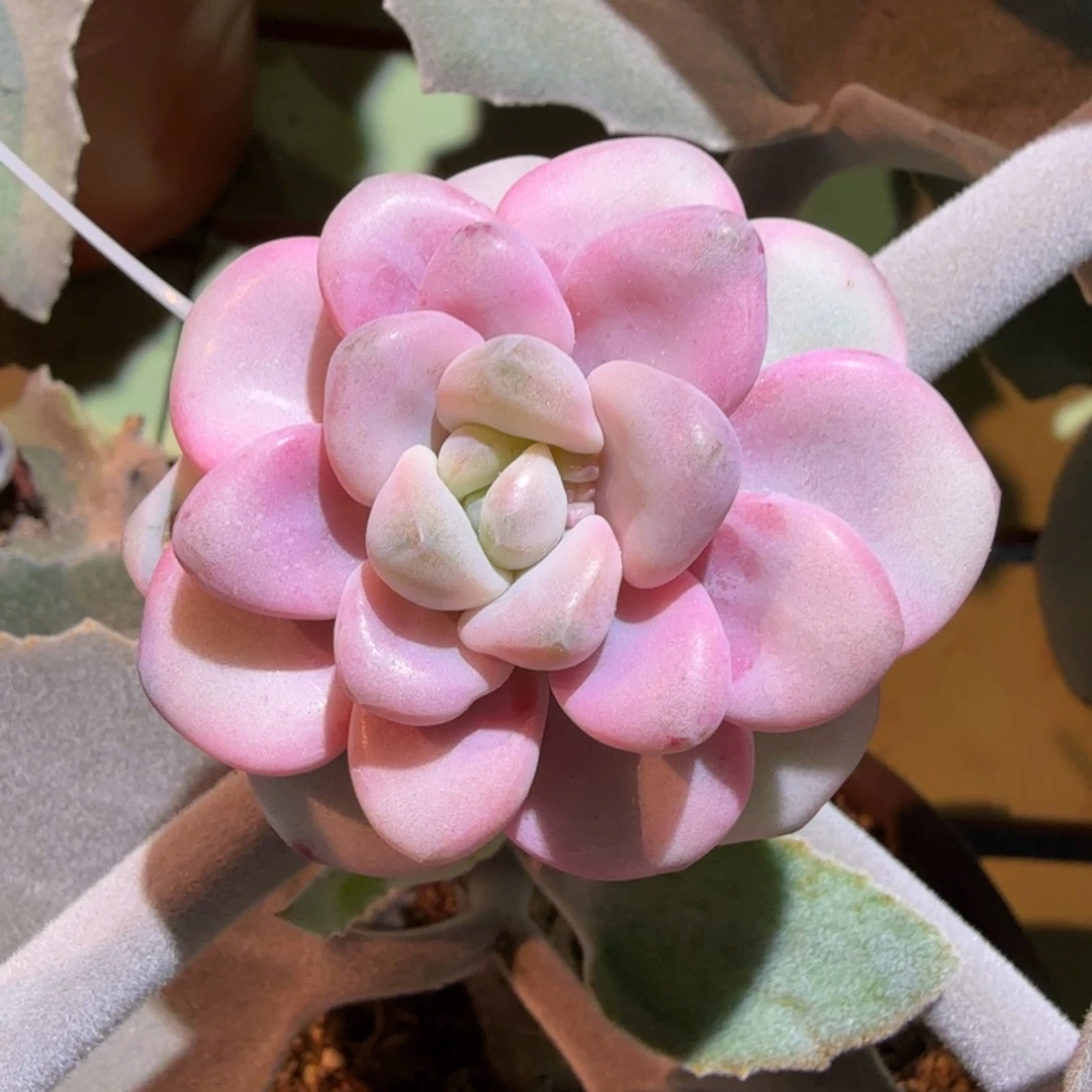 花斑鹿锦，锦上园艺一物一拍