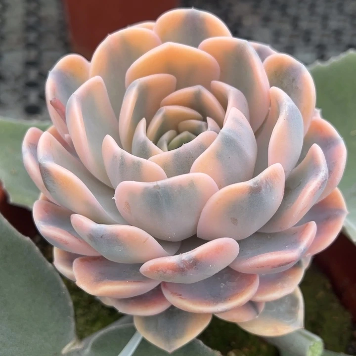 汉堡锦一物一拍锦龙