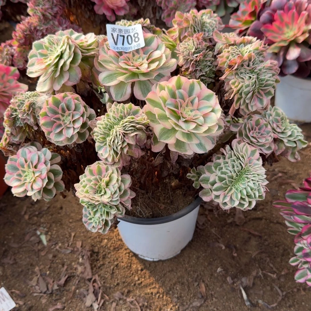 风***雅708倾城缀化官服30左右2