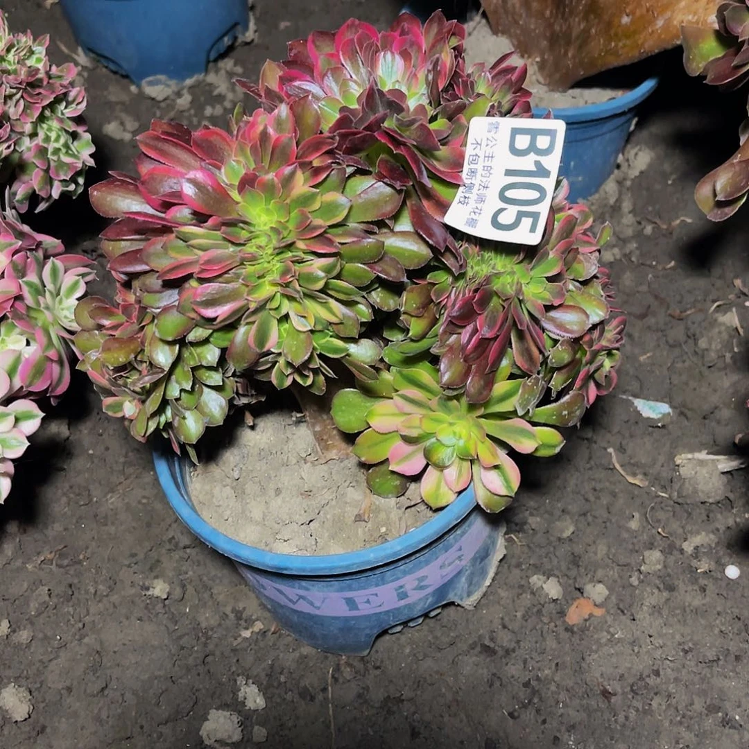 法师法师15–26包邮法师