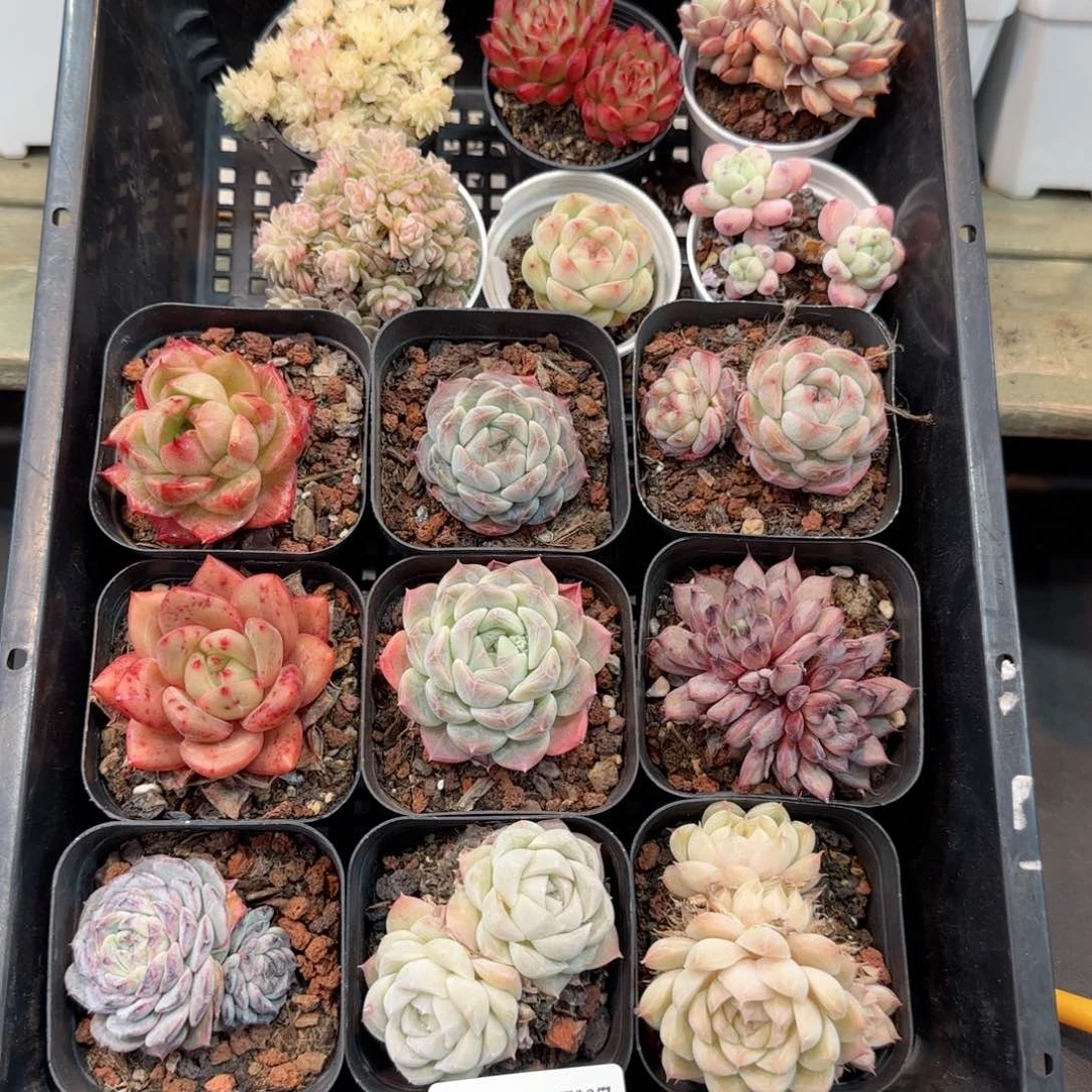 框拍框拍框0120-24