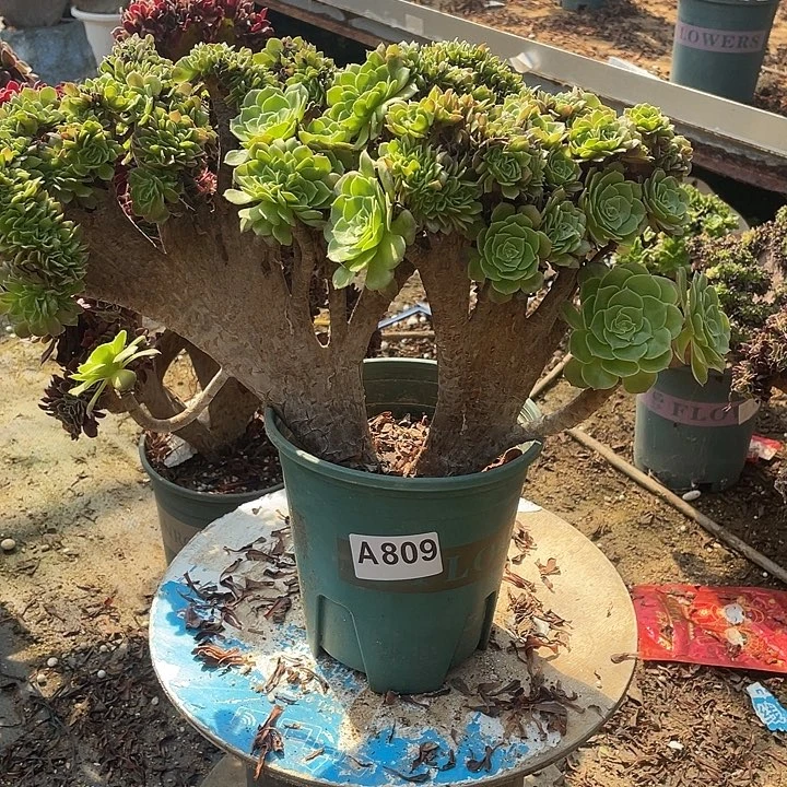 A809万圣节老桩38-1脱土包邮