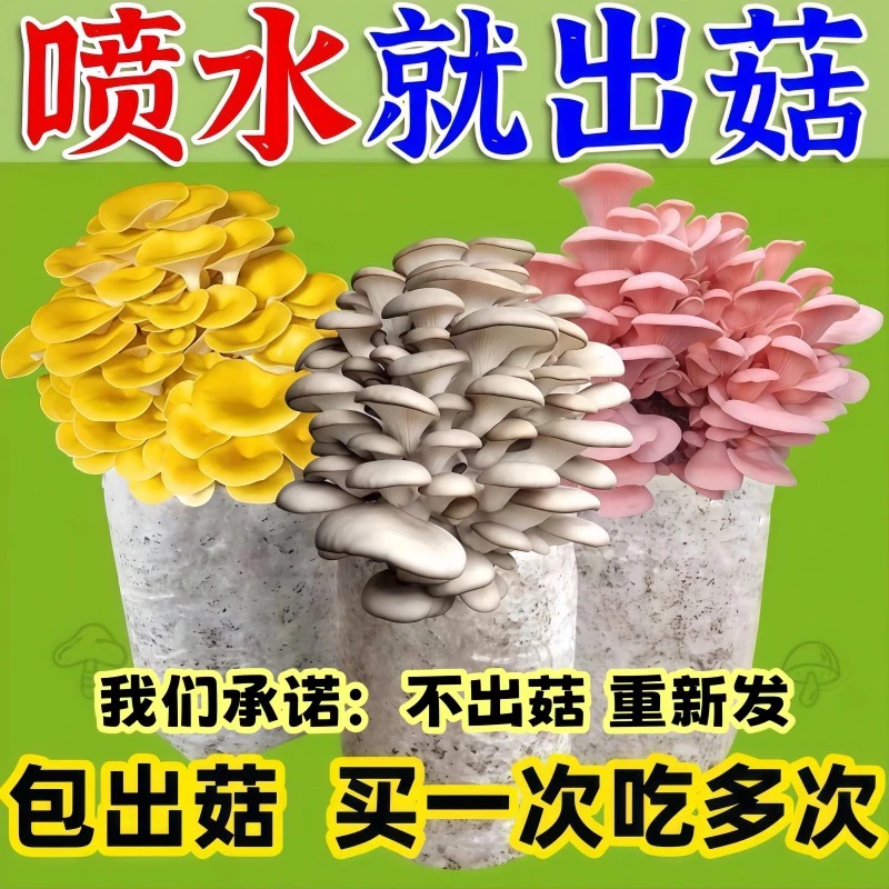蘑菇种植包DIY菌种儿童可食用香菇平菇冬种植季批发家庭自种懒人