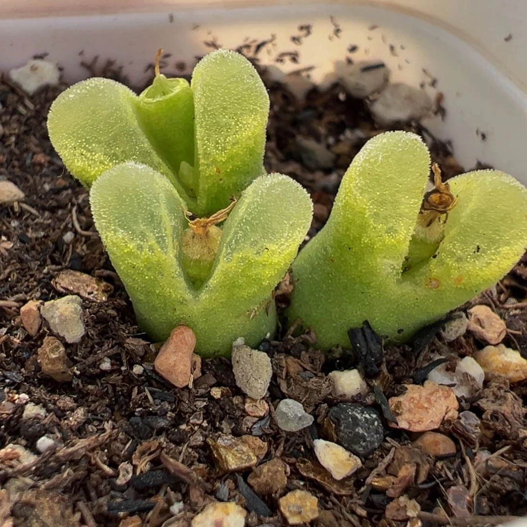 185多肉植物种类多样