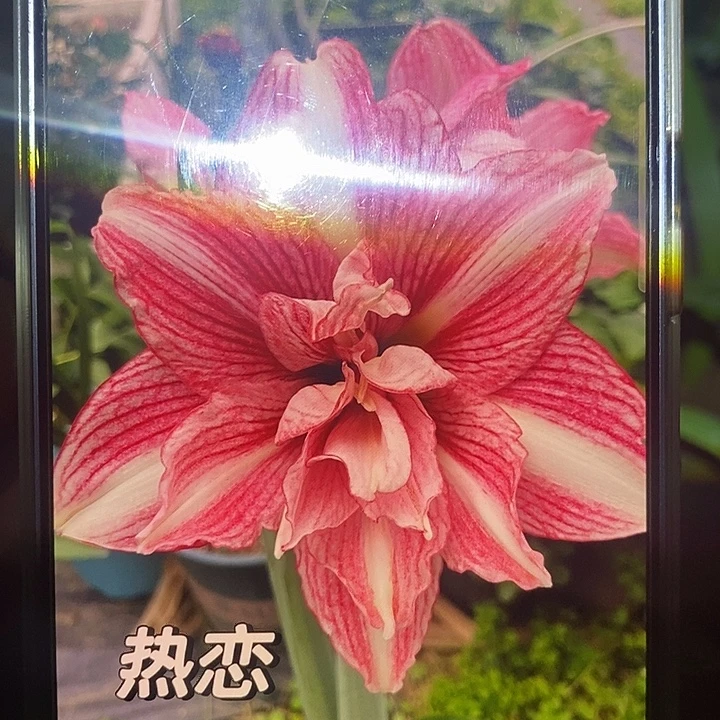 白肋热恋2厘米朱顶红