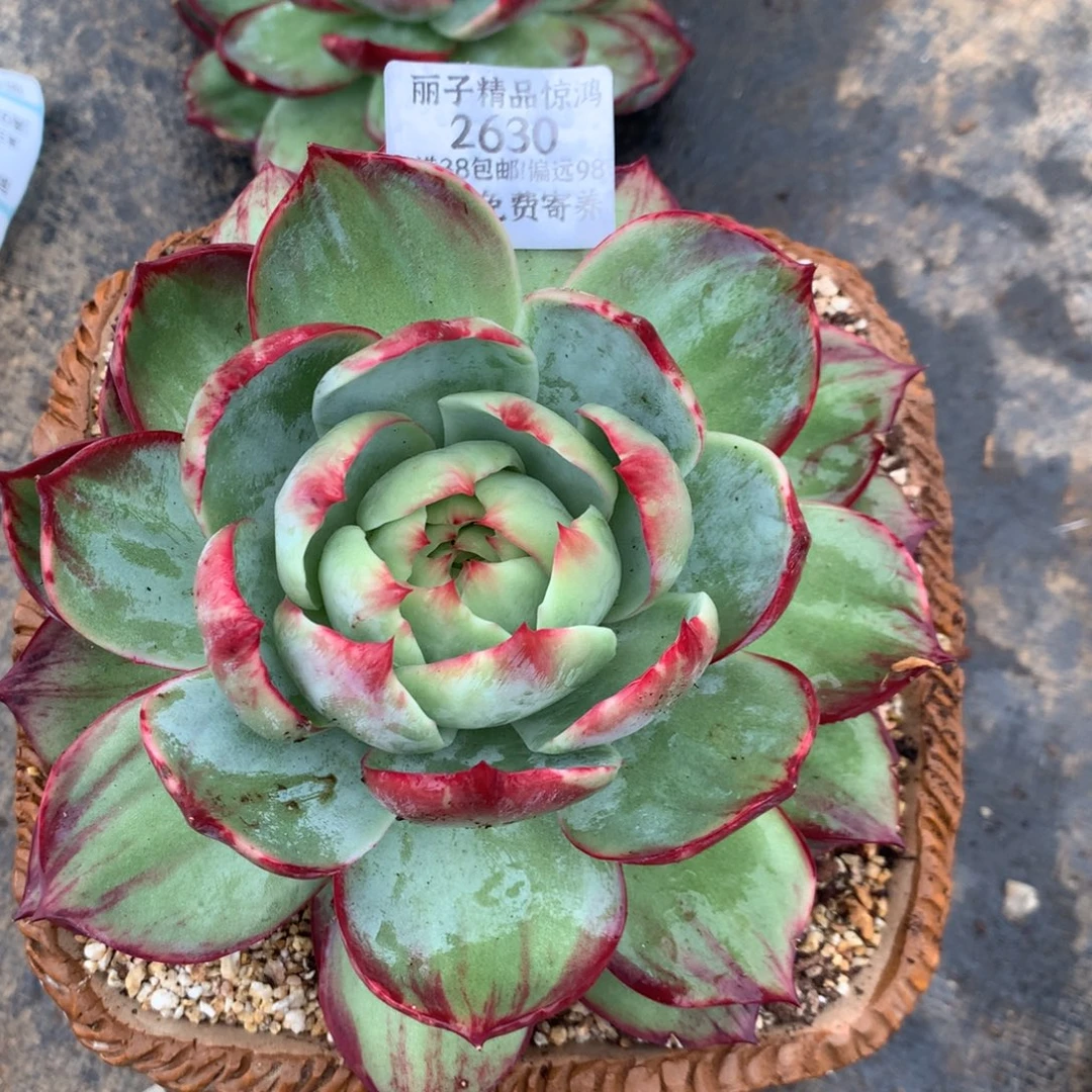 2630号多肉植物16