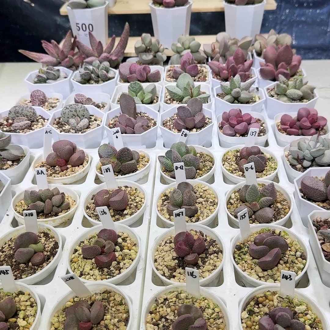 咔*木鱼叶片一个水泡多肉植物